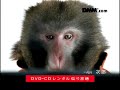 DMM.com