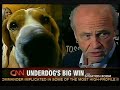 Uno: Beagle Political Underdog Champ