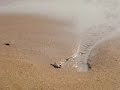 New Hawkbill Turtle Goes to the Sea New Hawkbill Turtle Goes to the Sea