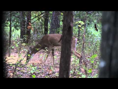 crossbow - http://www.wildhoghunters.com David Falconer, WildHogHunters.com prostaff member, goes on a crossbow deer hunt in eastern Oklahoma. See close up hunting vide...