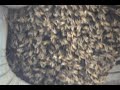 Bees Bees