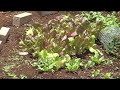 RawFood SupraFood Garden Growing RawFood SupraFood Garden Growing