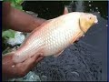 FISH DOCTOR SINGH & JAPANESE FISH FISH DOCTOR SINGH & JAPANESE FISH