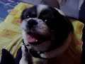 犬の反撃
