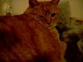 videos de grosso gatto placido