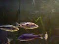 Otopharynx lithobates macho