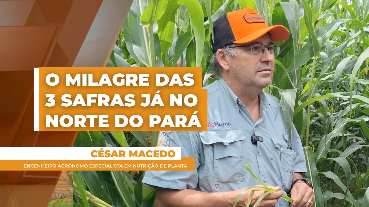 Sai a soja,  entra o milho, e,  debaixo da palhada, emerge a brachiara.