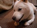 北海道犬