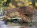 Rabid Beaver Attacks 2 In Reservoir Rabid Beaver Attacks 2 In Reservoir