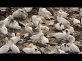 Cape St Marys Seabird Ecological Reservem4v
