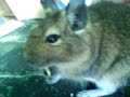 Einer meiner Degus