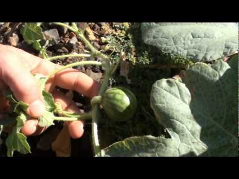 how to look after a lemon tree in nz