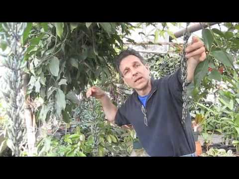 how to care for jade vine