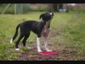 Click here to watch this video Border Collie Jigsaw 1. Geburtstag