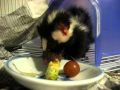 Western spotted skunk, zorillo eats avocado, grapes, chicken, Animal Advocates, Mary Cummins