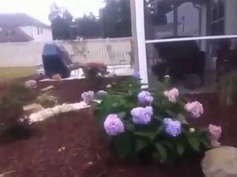 how to fertilize tall fescue