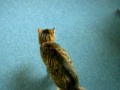 Plume,Chat,Flora
