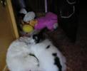 Atreyu y sus peluches!