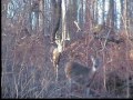 Monster Whitetail Hunting Video.