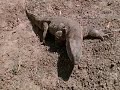 Monitor Lizard vs Lions Monitor Lizard vs Lions