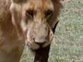 Monitor Lizard vs Lions