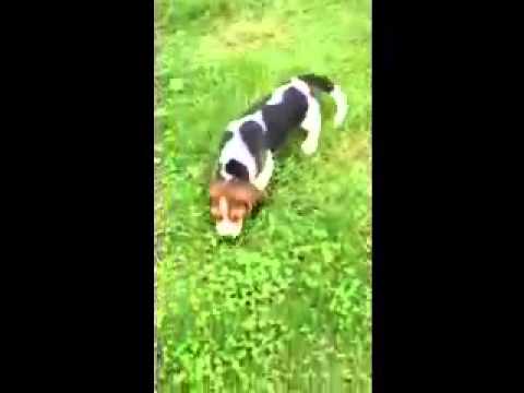 AKC Registered Male Beagle Puppy Pennsylvania