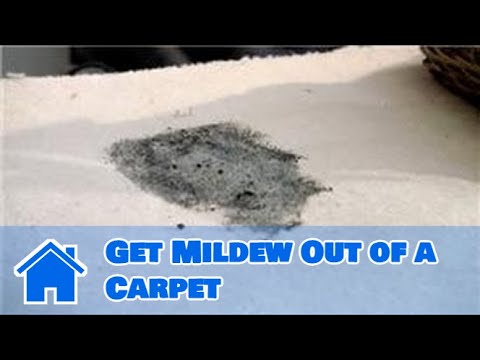 how to kill carpet fungus