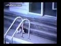 recopilacion de animales