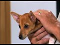 Video de entrenamiento de cachorros - Sensibilidad (Episodio 11)