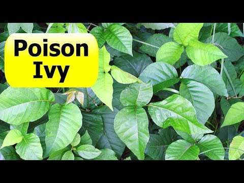 how to eliminate ivy