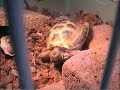 Sleepy Tortoise...?(_ _)(-?-)(~0~)(_ _)
