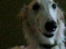 Borzoi video