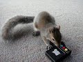 Squirrel Guitar Hero