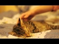 Спящий кот