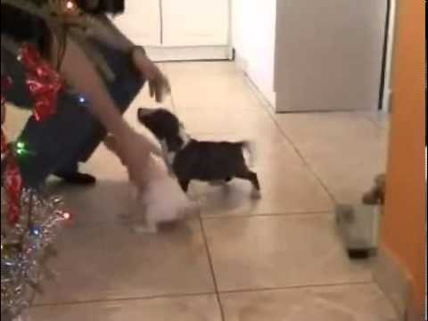 MINIATURE BULL TERRIER