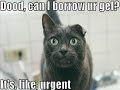 Very Funny Cats 73
