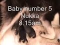Elektra giving birth to 8 beautiful husky pups