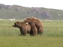 Brown Bears Mating, Katmai National Park, Alaska