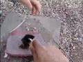 Vermiculture Worm Bin Mineral Dust for Gizzards