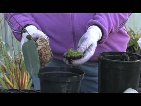 how to transplant plants in garden