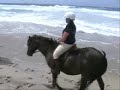 Horse Trail Horse Trail