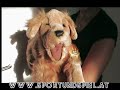 Golden Retriever von Folkmanis