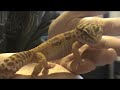 how to set up a leopard gecko vivarium