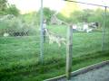 videos de wolf jumping for a treat