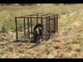 videos de three little hogs before and after