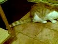 The Visitor