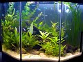 Aquario plantado simples, 45 litros, substrato fertil Humus + Laterita, camada inerte areia para filtro de piscina, Iluminação 36w PL Branca/Rosa, filtro externo Atman 400, termostato e kit CO2 Spray ISTA 