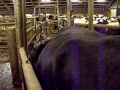 Hoof-Cleaner - klovvasker og forebyggelse af digital dermatitis
