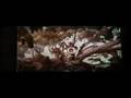 Enchanted/Encantada True Love's Kiss Multi-language