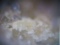 Mimolette cheese mite 1 Mimolette cheese mite 1